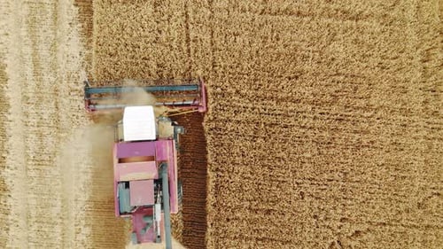 Aerial View Harvester Working in the Field. Combine Harvester Agricultural Machine Collecting Golden