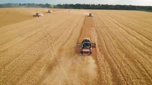Aerial View on the Harvesters Working on the Large Wheat Field. Harvesting Agricultural Golden Ripe
