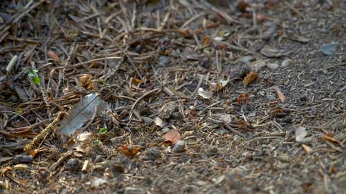 Großer Ameisenhaufen im Wald