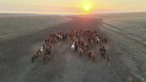 Wild Horses Running. Herd of Horses, Mustangs Running on Steppes To River. Hdr Slow Motion