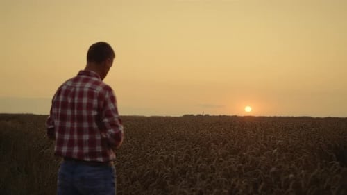 Hombre agrónomo examinar el campo de trigo de la mañana del cultivo