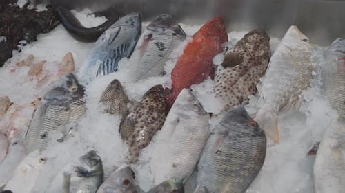 Blick auf verschiedene Fischarten, die im Marktstand auf Eis liegen
