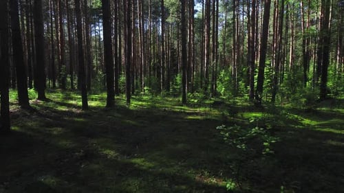 Pine Forest on a Sunny Day
