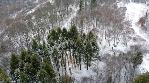 Immergrüne Tannenzweige, Winterluftaufnahme