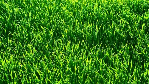 Green Grass. Natural Background. RAW Video Record.