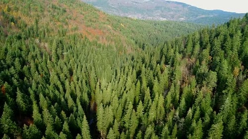 Aerial View of Evergreen Forest in the Mountains