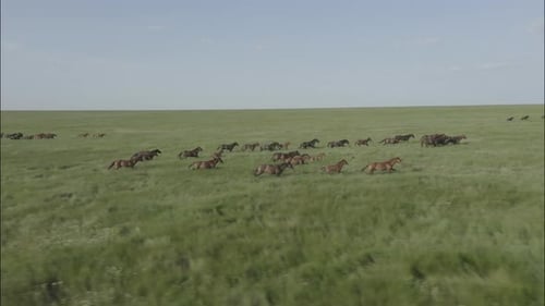 Chevaux sauvages qui courent des Mustangs sauvages sur l'herbe verte