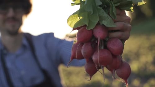 Man Holding Fresh Radishes at Sunset