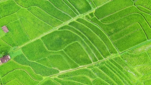Bali, Indonesia, Aerial View of Rice Terraces