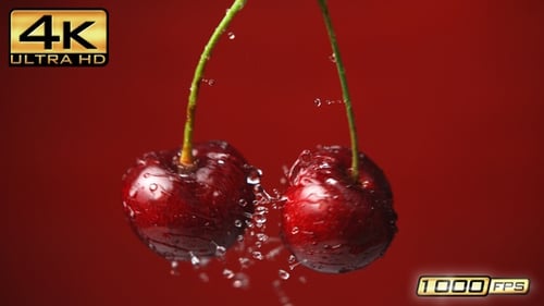 Fresh Cherries Splashing with Water on Red Background