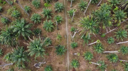 Aerial look down rural path in dry oil palm tree