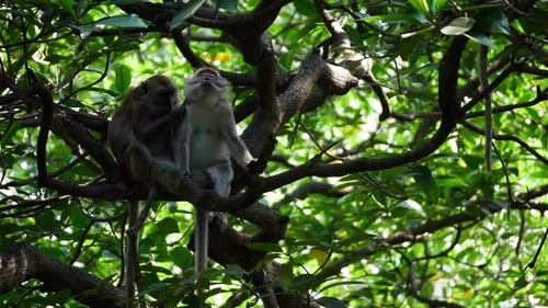 Monkeys Grooming Each Other in a Tree