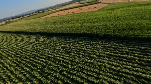 Drone dynamique tiré sur des champs infinis avec des tournesols en fleurs
