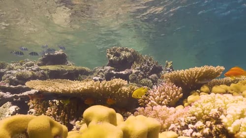 Tropical Fish on Vibrant Coral Reef