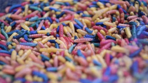 Petits vers multicolores pour la pêche. Les larves se déplacent et rampent.