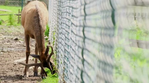 Elk Grazing in Rural Meadow on Sunny Day