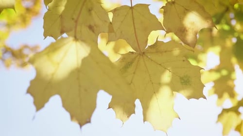 Yellow Leaves Swaying Gently in Autumn Sunlight