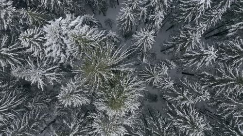 Winter Forest Snow Pine Trees Landscape Drone Shooting Video