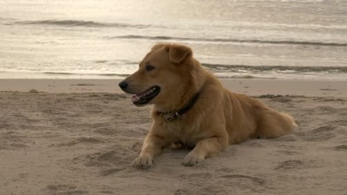 Entspannungszeit für Hunde