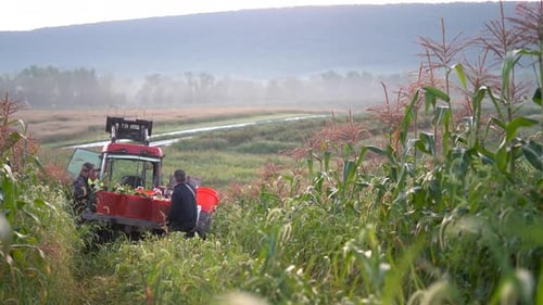 Farmers Harvesting Produce in Rural Field