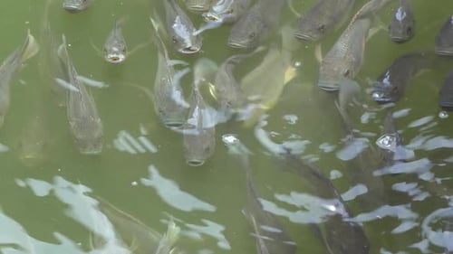School of Silver Fish Swimming Together in Murky Water