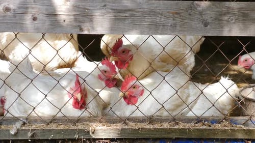 Chickens Inside of Traditional Free Range Poultry Farm. Chickens Pecking Food Through Mesh Fence