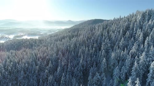 Aerial View of the Snow-covered Spruce Forest