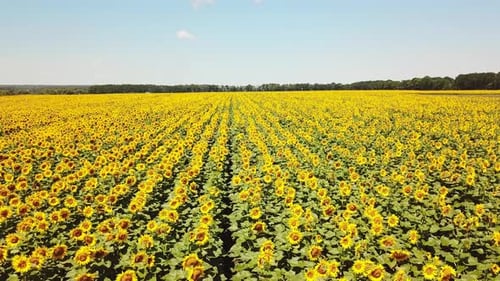 Flight Over a Field of Sunflowers