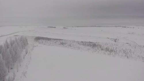 Winter Field