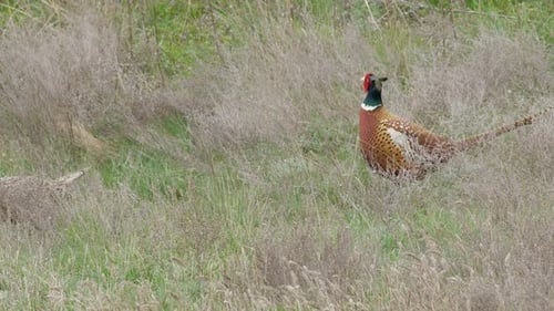 Pair of Wild Pheasants in Spring Green Grass