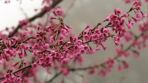Blooming Pink Cherry Blossoms in Springtime