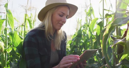 Woman in Corn Field Using Tablet Technology