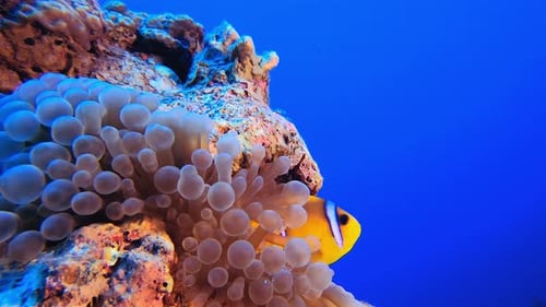 Anemone Clownfish