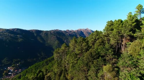 Forêt verte