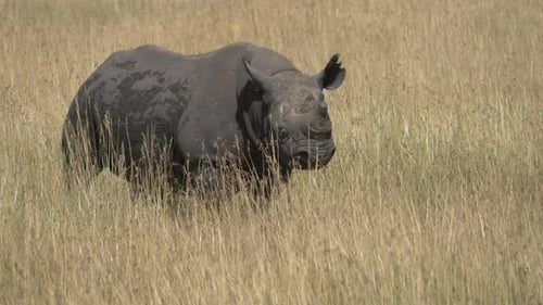 Rhinoceros Standing in Tall Grass During the Day
