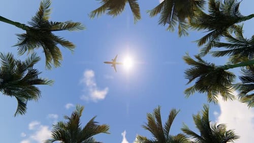 Palm Trees and Airplane