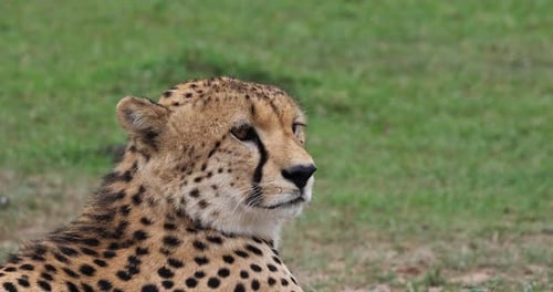 Cheetah, acinonyx jubatus, Portrait of Adult looking around, Masai Mara Park in Kenya, Real Time 4K