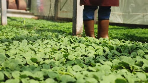 Farmer Watering Seedlings in a Greenhouse, Closeup