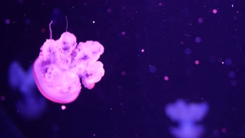 Pink Jellyfish Floating in Deep Blue Space