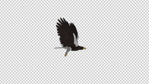 Sea Eagle - 4K Flying Loop - Seitenansicht