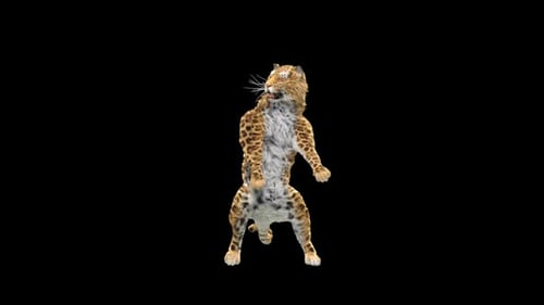 Leopard Dancing HD