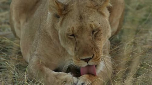 Lioness Lounging and Grooming Paw in the Wild