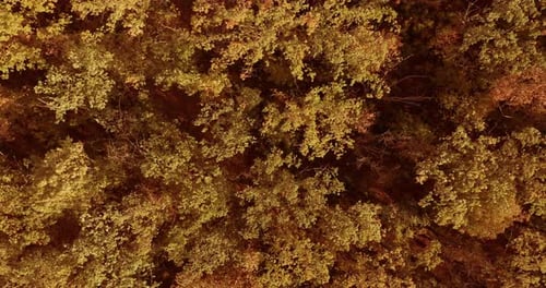 Aerial View of Colorful Autumn Forest Canopy