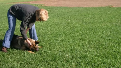 Shepherd dog with his owner in the farm 4k