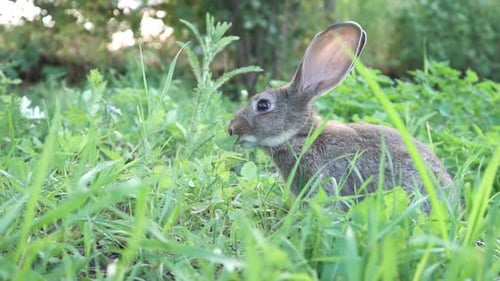 Niedliches flauschiges hellgraues Hauskaninchen mit großen Schnurrbärten Ohren frisst junges saftiges grünes Gras