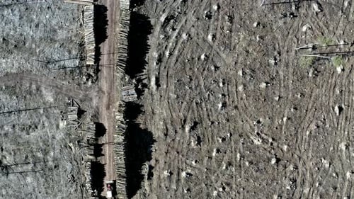 Deforestation, logging, environmental destruction. Aerial view from drone