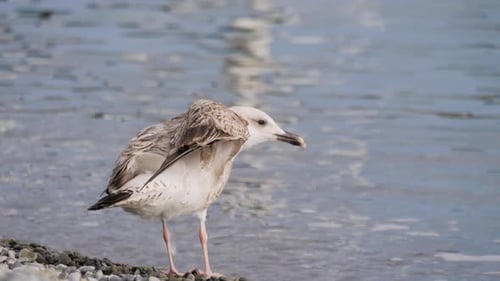 Seagull on Rock Near the Sea in Nature. The Seagull Is Standing on a Rocky Stone
