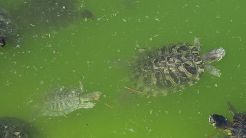 Einige gepunktete Schildkröten schwimmen an einem sonnigen Tag im Sommer in einem grünen Teich