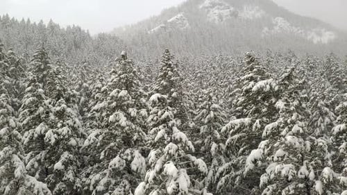 View of pine tree forest covered in snow moving from the tree tops