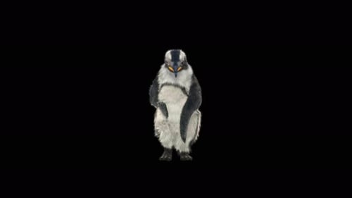 Penguin Dancing 4K